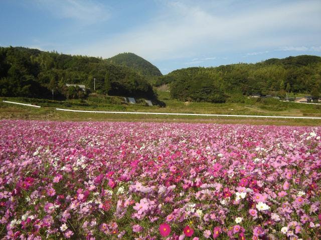 コスモス畑の収穫祭