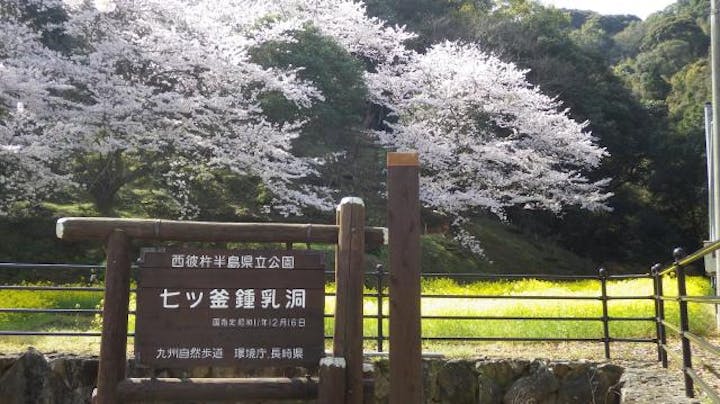七ツ釜鍾乳洞櫻と菜の花まつり