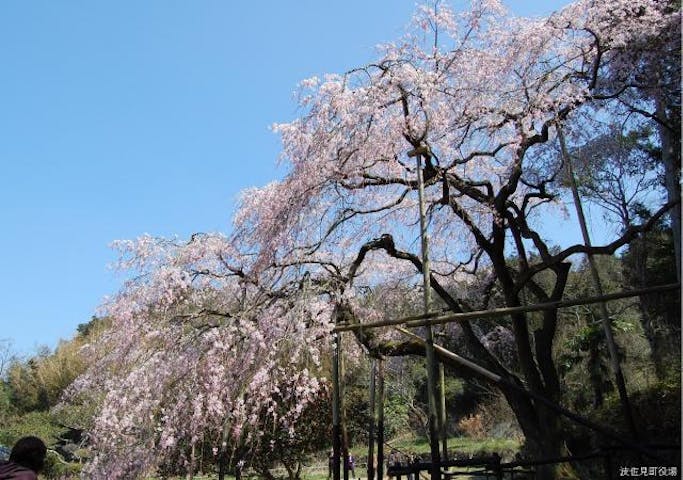 田頭郷のしだれ桜