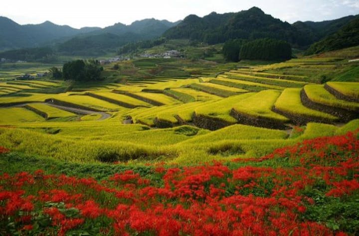 鬼木棚田まつり