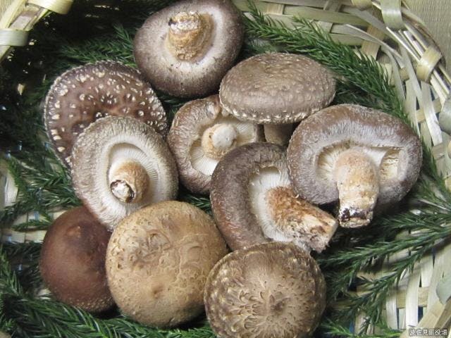 椎茸菌打ち体験