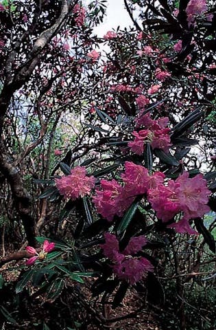 善住寺大山のシャクナゲ