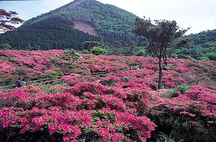 池の原のミヤマキリシマ群落