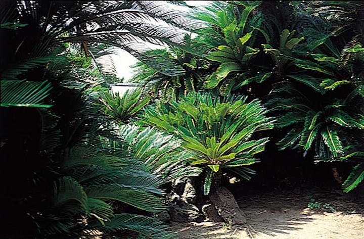 三浦神社のソテツ群落