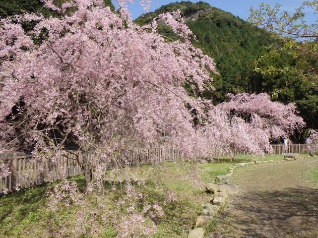 しだれ桜まつり