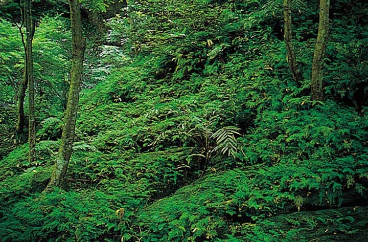 御橋観音シダ植物群落