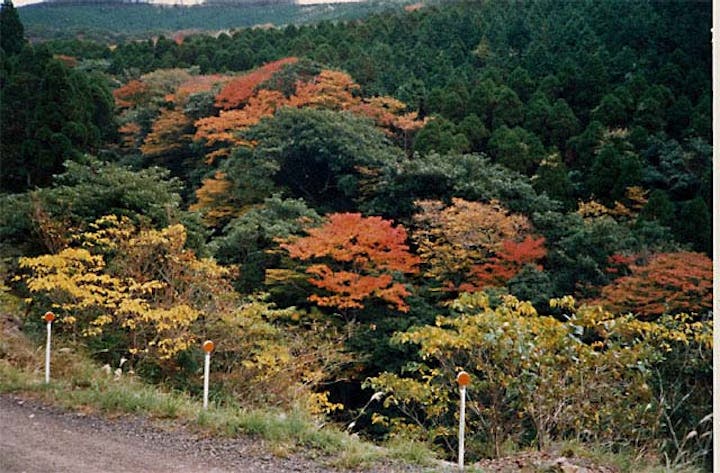 国見山一帯の広葉樹