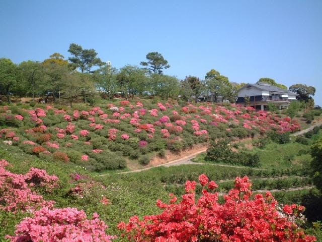 田原坂公園のツツジ