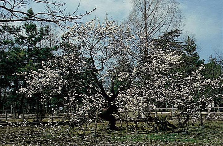 松井神社の臥龍梅