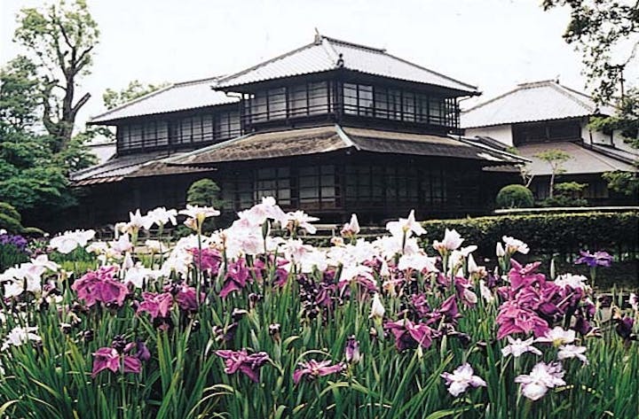 松浜軒の肥後花菖蒲