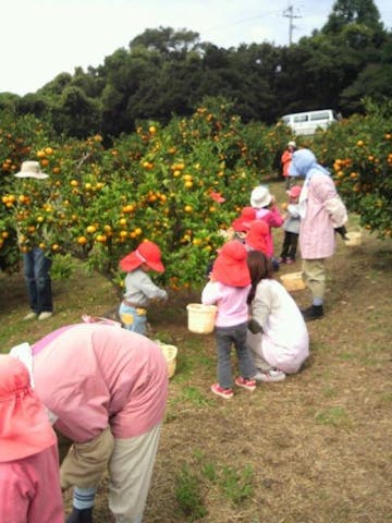 湯の児スペイン村福田農場みかん狩り