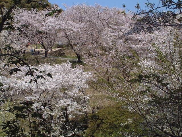蛇ケ谷公園の桜