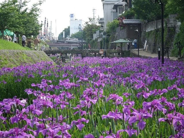 高瀬裏川花しょうぶまつり