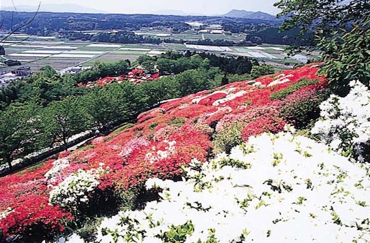 日輪寺公園のツツジ