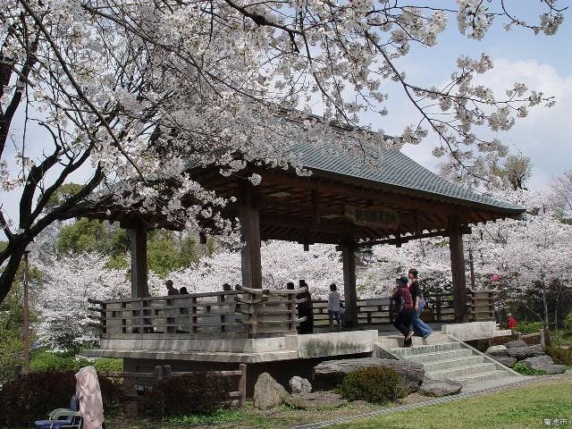 菊池公園の桜