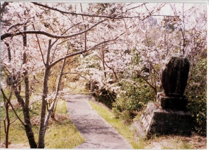 維和桜・花公園