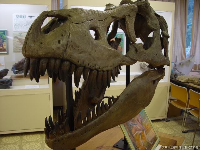 御所浦白亜紀資料館