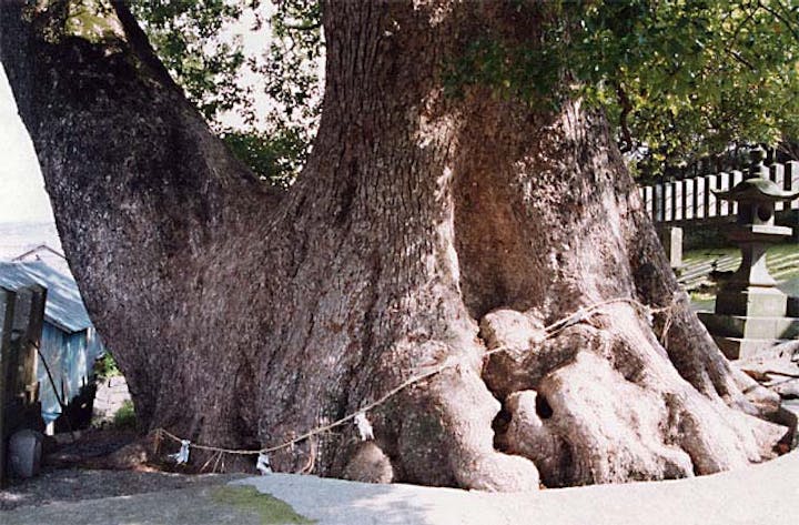 小川阿蘇神社の大樟
