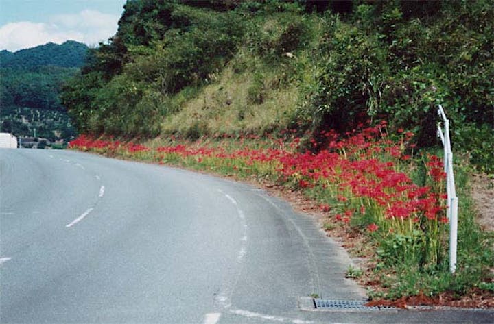 舞鴫地区の彼岸花