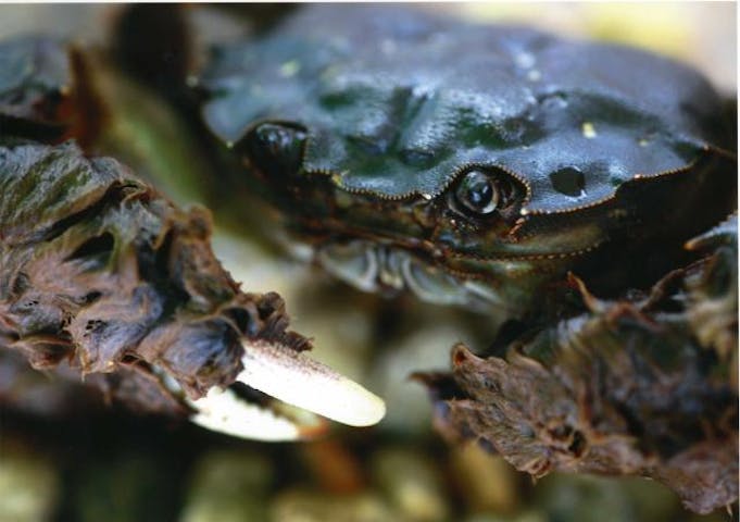 【2020年中止】山太郎祭inなごみ