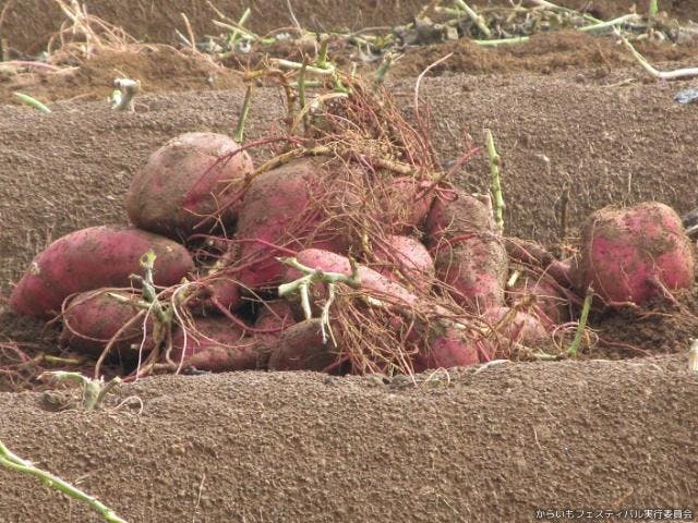 【2021年中止】からいもフェスティバルinおおづ