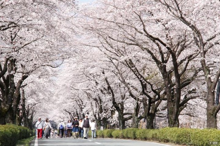 【開催中止】おおづ桜祭り
