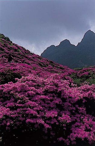 仙酔峡のミヤマキリシマ・高岳のミヤマキリシマ