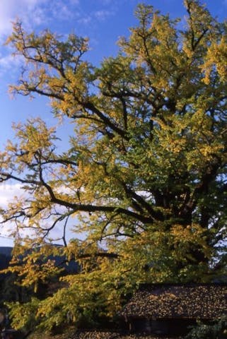 下城の大イチョウ