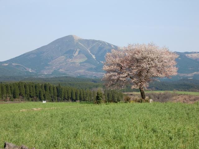 前原の一本桜