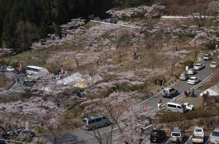 高森峠の千本桜