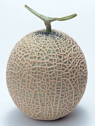 スポットの写真