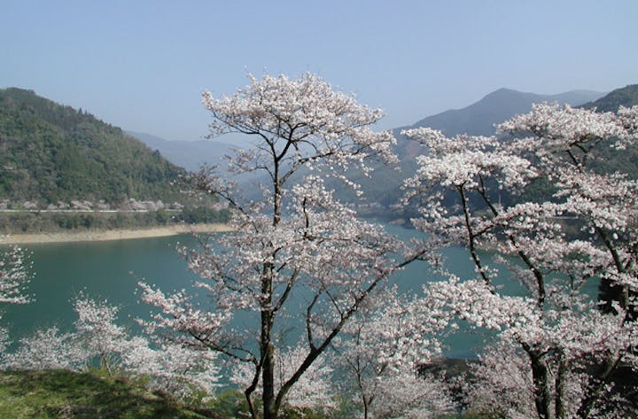 市房湖周辺の一万本桜