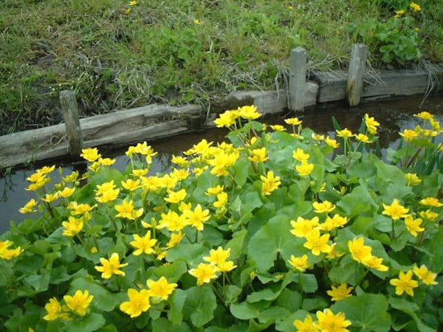 丸池のリュウキンカ