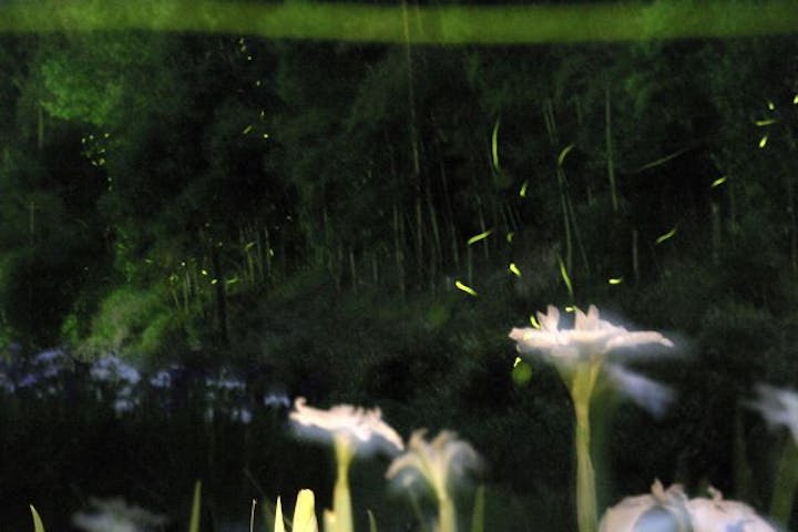 天子の水公園のホタル