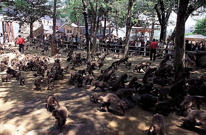 高崎山自然動物園