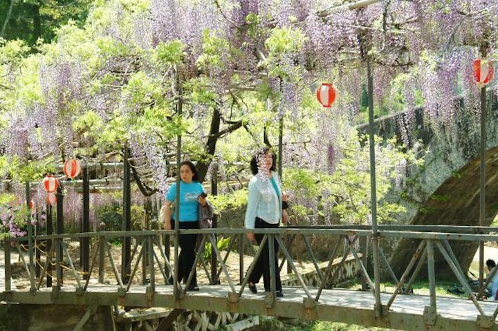 西寒多神社ふじまつり