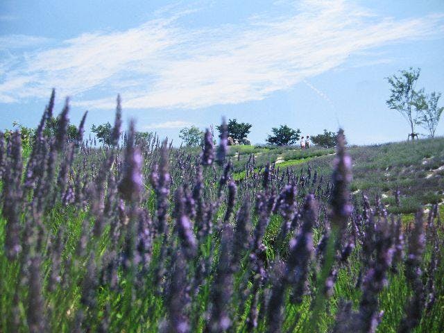 ＜お出かけ前に、開催の有無をＨＰ等でご確認ください＞県民の森ラベンダー観賞会