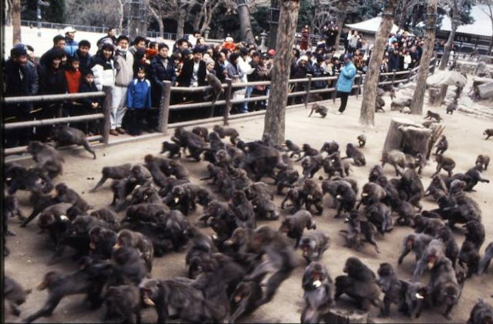 高崎山自然動物園さるっこレール