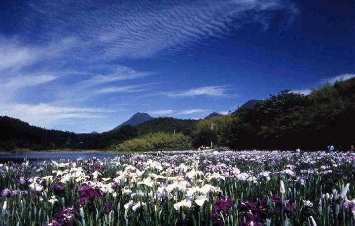神楽女湖花しょうぶ観賞会