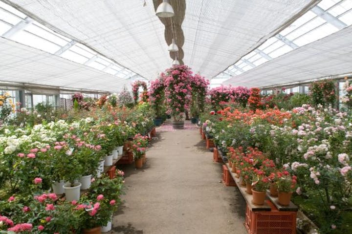 【2020年中止】秋のバラフェア