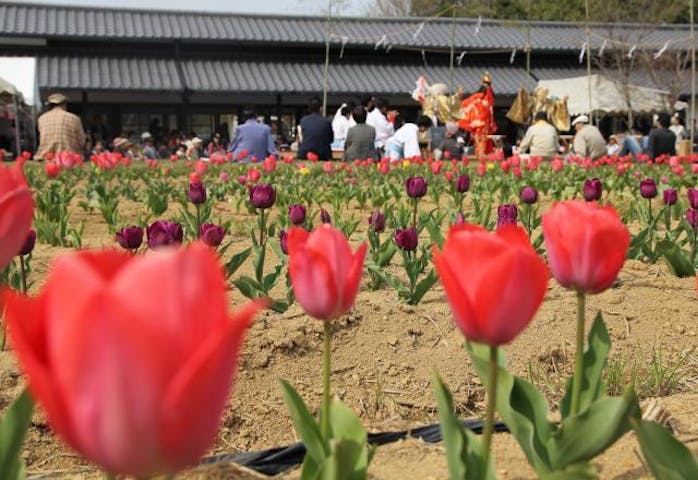 柳瀬チューリップ祭り