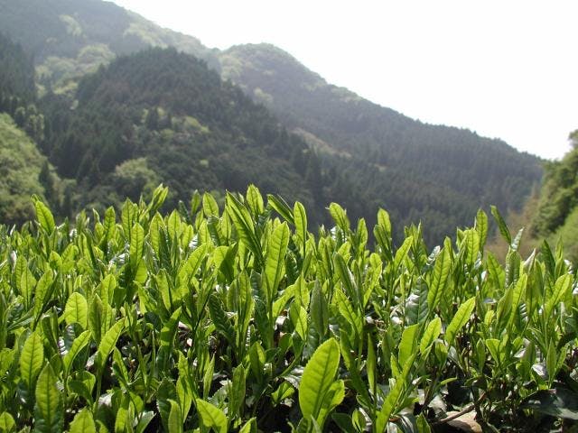 スポットの写真