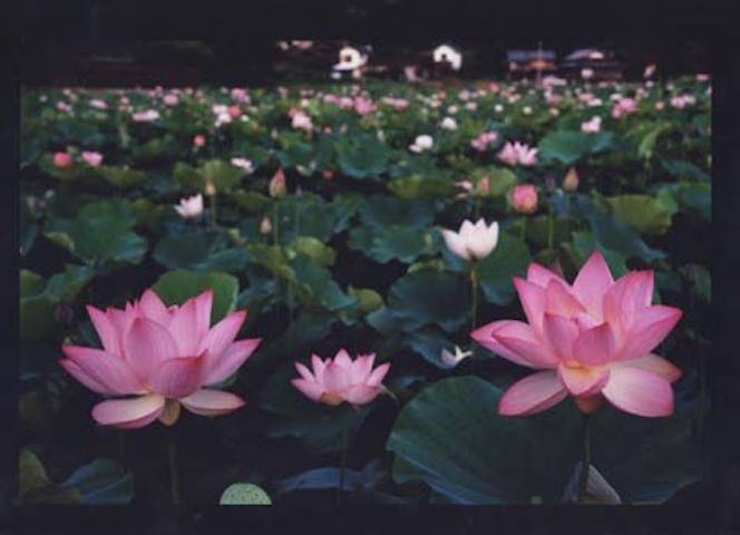 国宝臼杵石仏の蓮の花 アソビュー