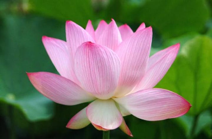 【2021年中止】うすき石仏はすまつり