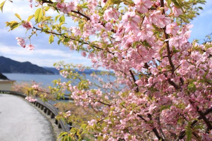 四浦半島河津桜