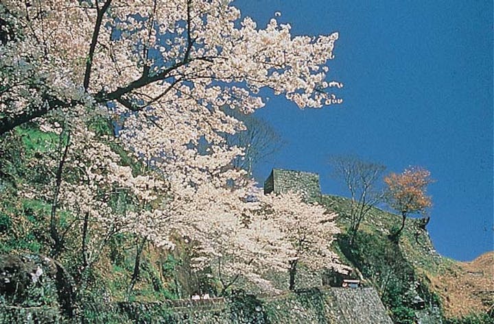 岡城阯の桜