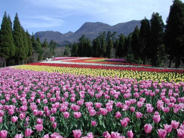くじゅう花公園