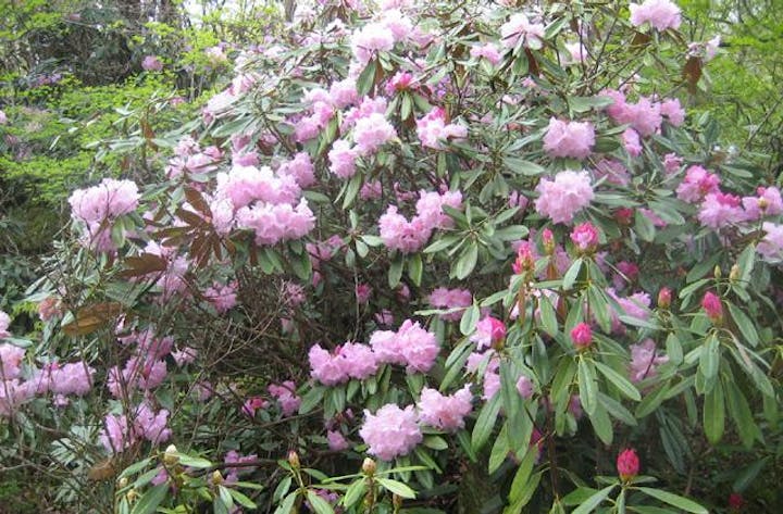 【開催未定】黒岳山開き