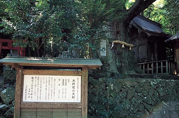 大杵社の大杉 アソビュー