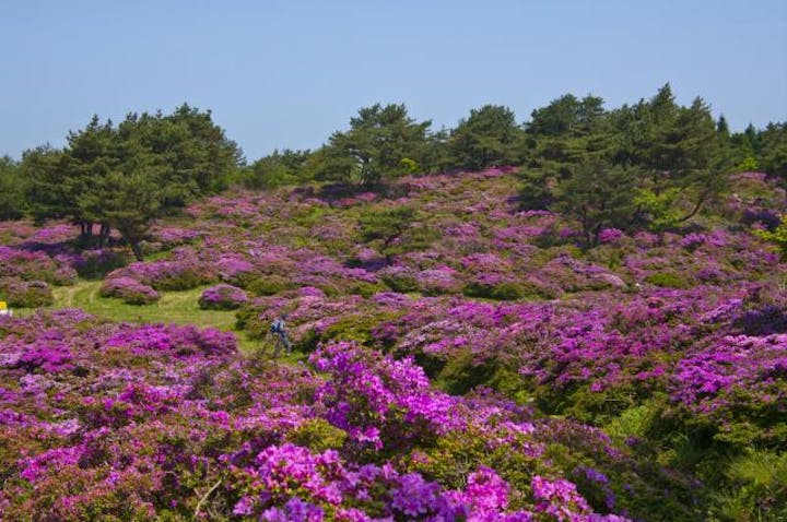 万年山のミヤマキリシマ